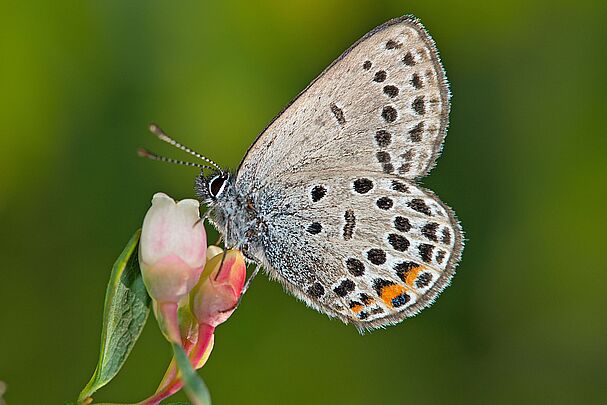 Ein grauer Schmetterling mit schwarzen und orangefarbenen Punkten sitzt auf einer rosafarbenen Blüte. (Foto: Wolfgang Willner)