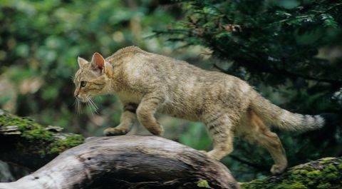 Die Europaische Wildkatze Steckbrief