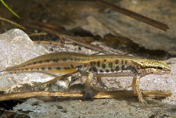 Fadenmolch in Wassertracht (Foto: bennytrapp - stock.adobe.com)