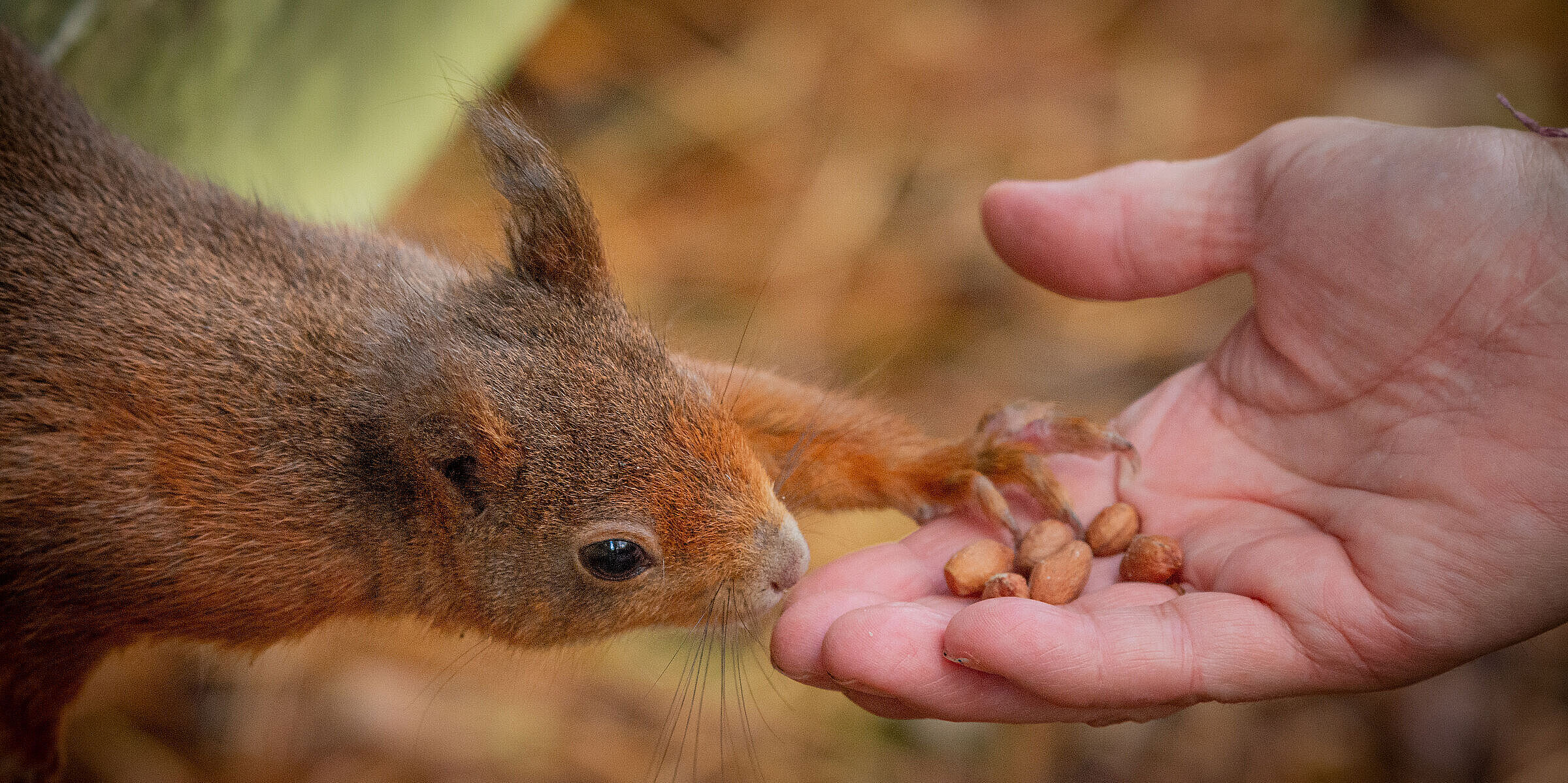 Eichhörnchen streckt sich nach Nüssen in Hand