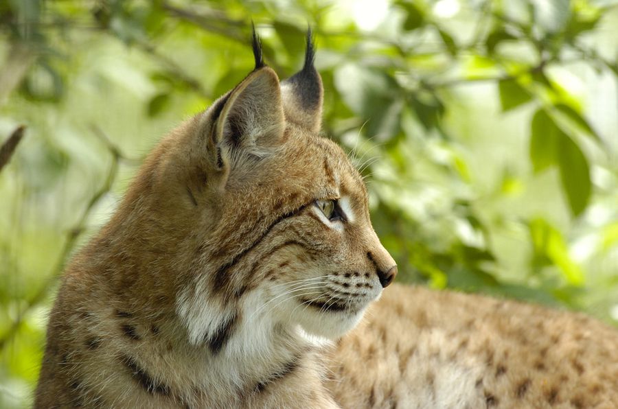 Der Luchs: Ein Steckbrief - BUND Naturschutz