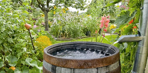 Wer Regenwasser sammelt, kann damit den Garten gießen (Foto: schulzie / stock.adobe.com)