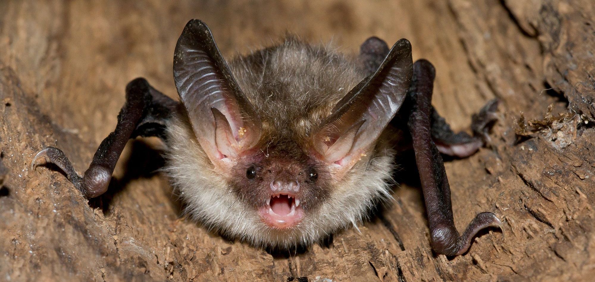 Die gefährdete Bechsteinfledermaus wechselt ihr Quartier oft. Sie braucht deshalb viele alte Höhlenbäume. (Foto: AGAMI/stock.adobe.com) Eine sehr pelzige Fledermaus sitzt in einer Baumhöhle. Der Mund ist geöffnet, man sieht das Gebiss mit den Reißzähnen. Die gefährdete Bechsteinfledermaus braucht viele alte Höhlenbäume. Foto: AGAMI/stock.adobe.com