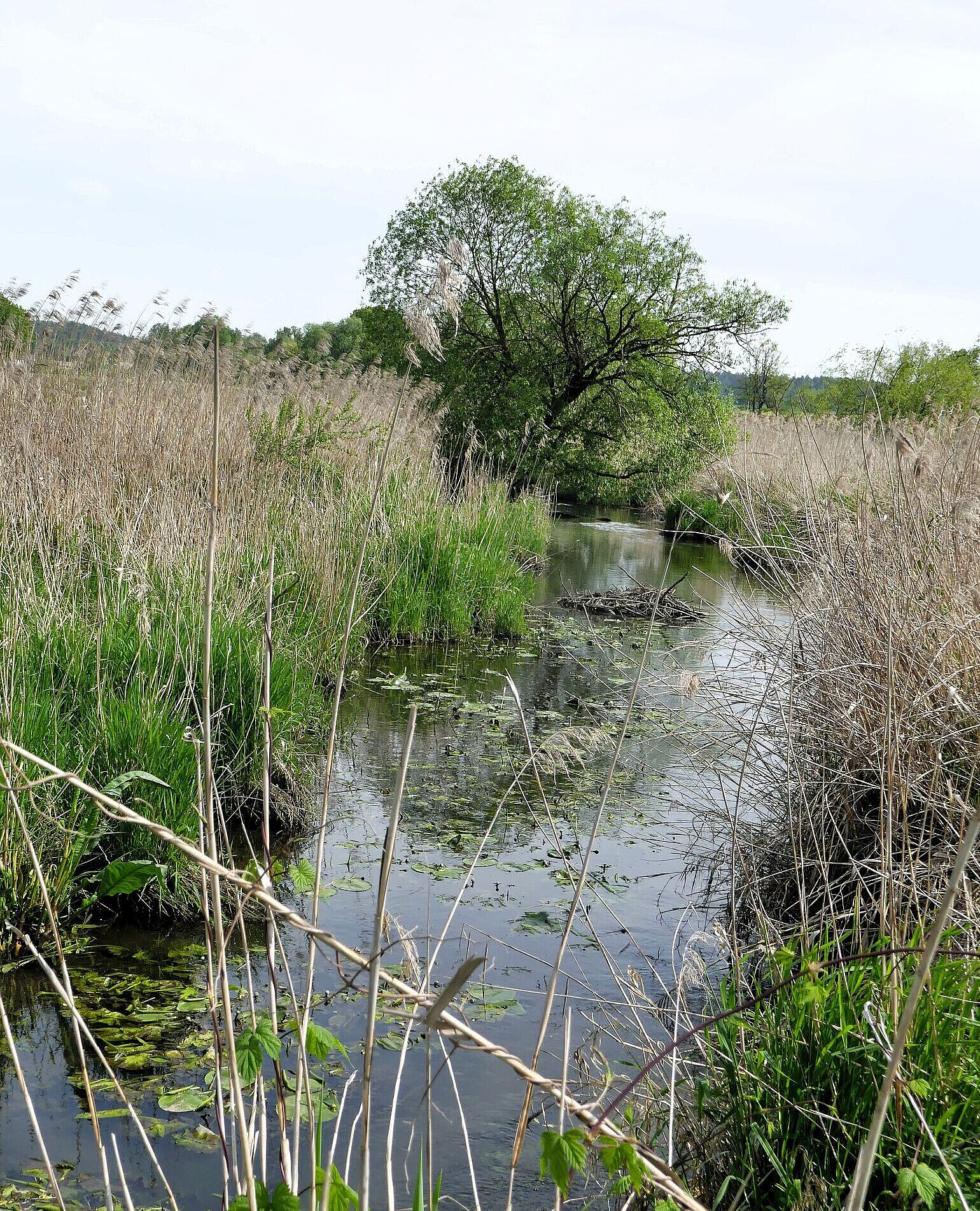 Das Ufer der Paar ist dicht bewachsen. (Foto: Winfried Berner) Üppige Vegetation am Ufer der Paar im Goachat (Foto: Winfried Berner)