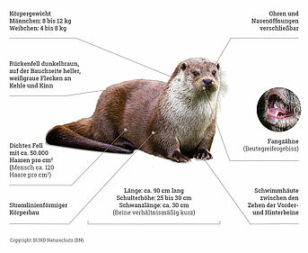 Die Grafik zeigt einen Fischotter – umgangssprachlich von manchen Fischmarder genannt –, bei dem die wichtigsten Merkmale wie Körperlänge, Felldichte oder sein Beutegreifer-Gebiss erläutert sind (Copyright: BUND Naturschutz (BN))