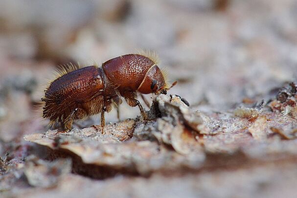Borkenkäfer (Foto: Rainer Simonis/Nationalparkverwaltung Bayerischer Wald)