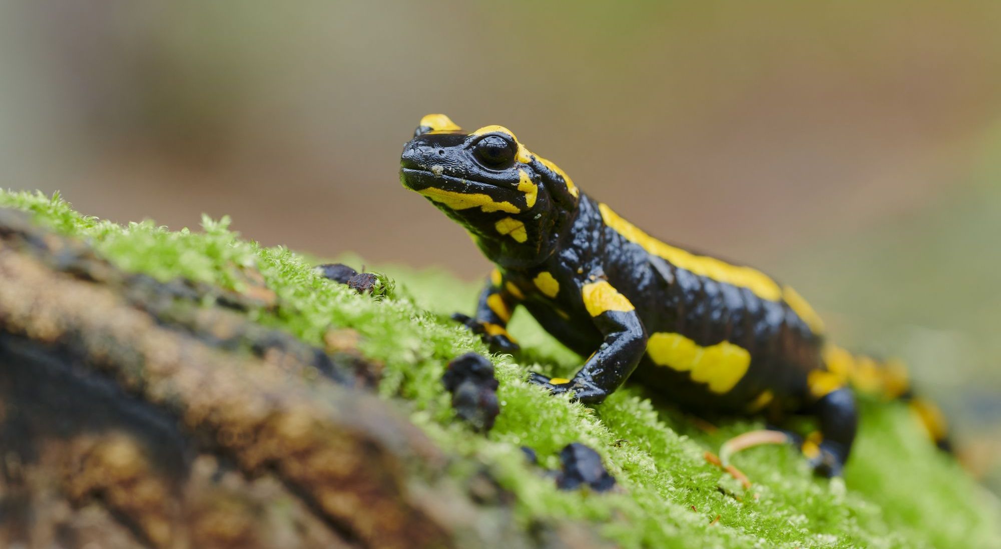 Feuersalamander (Foto: Christoph Bosch) Feuersalamander auf einem bemoosten Baumstamm. Er braucht feuchte Wälder und naturnahe Bäche. (Foto: Christoph Bosch).