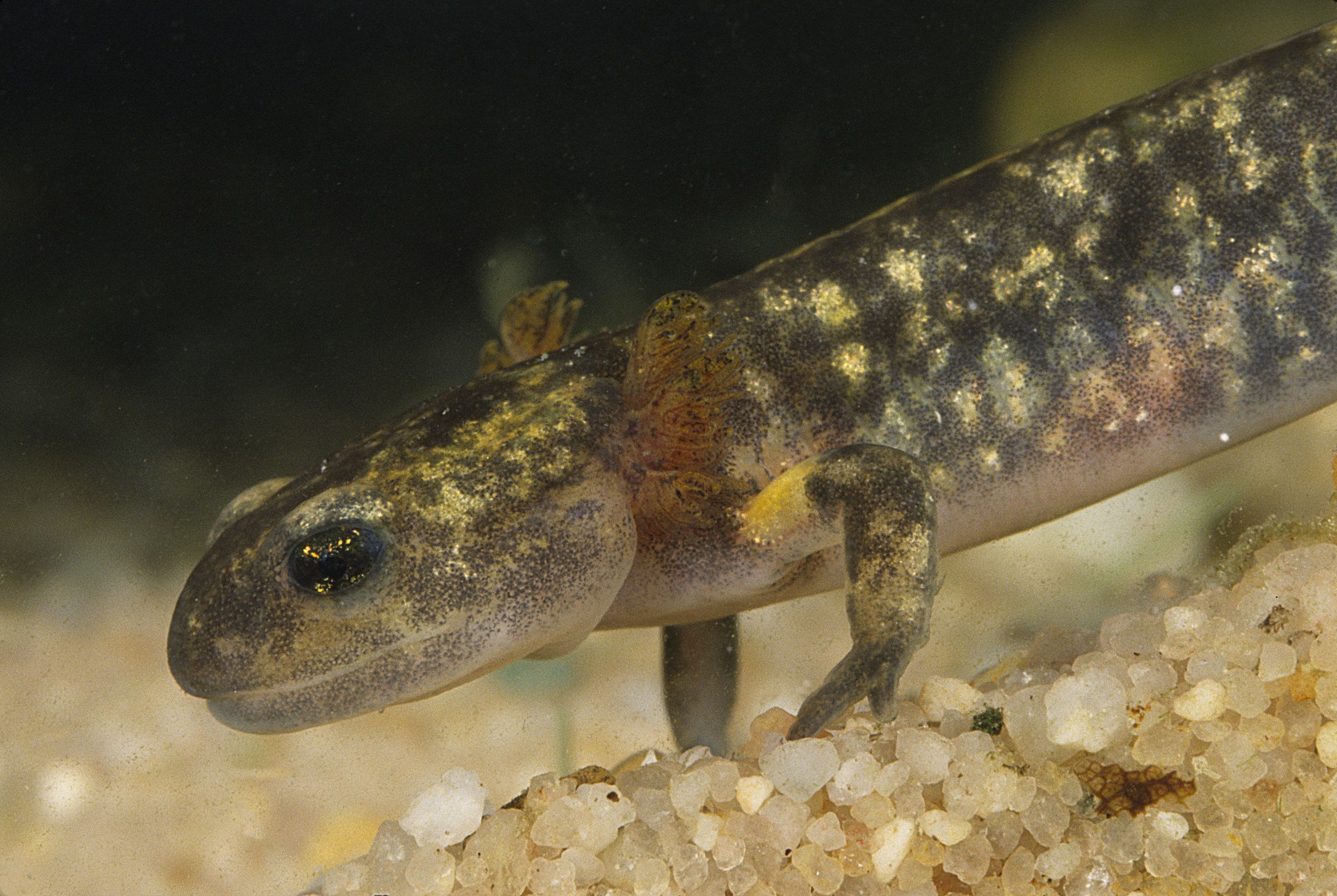 Eine Unterwasser-Aufnahme von einem salamanderartige Tier mit goldfarbenen Punkten und federartigen Auswüchsen am Kopf. Feuersalamander-Larven sind typische Bewohner des Lebensraums Quelle. (Foto: Wolfgang Willner)