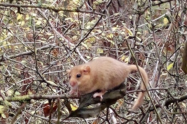 Haselmaus, Foto Marco Handel