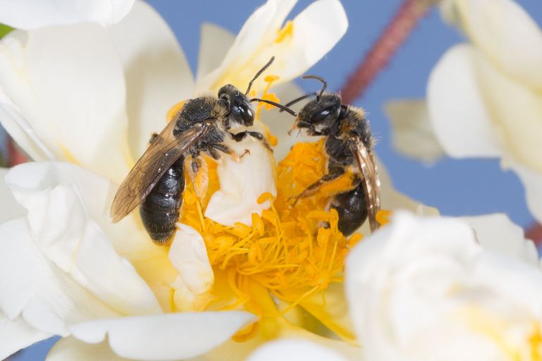 Artenvielfalt Landwirtschaft: Zwei glänzende Düstersandbienen sitzen auf einer weißen Blüte