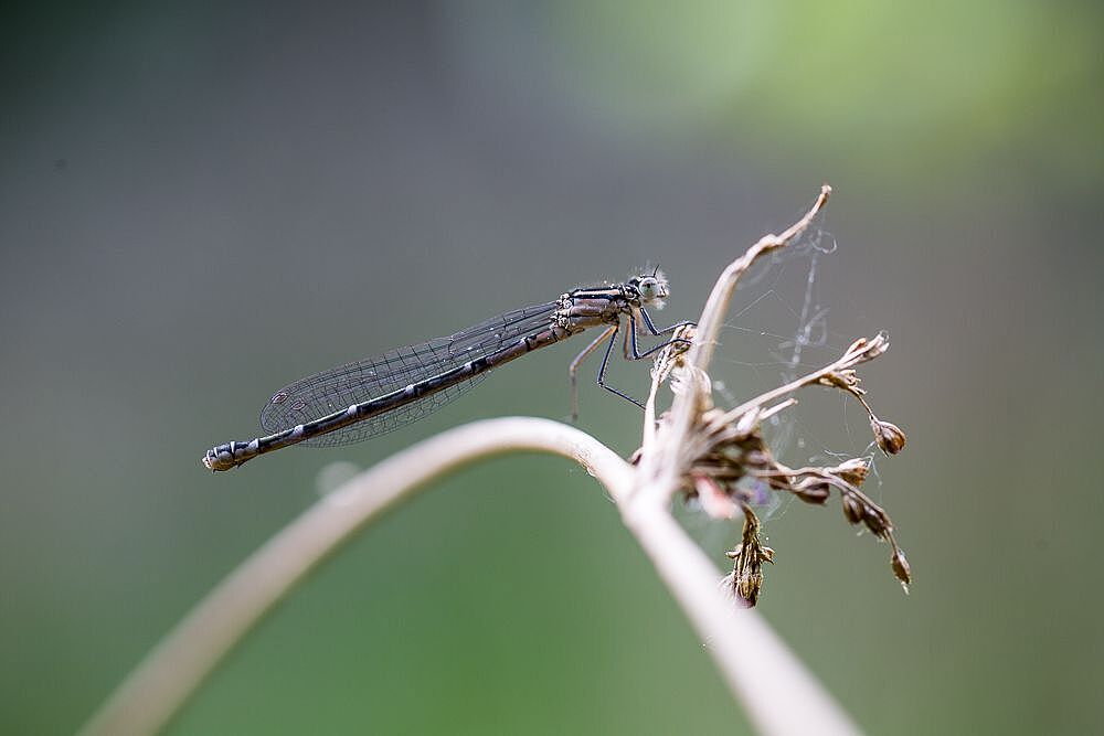 Eine weibliche Becher-Azurjungfer (Enallagma cyathigerum)