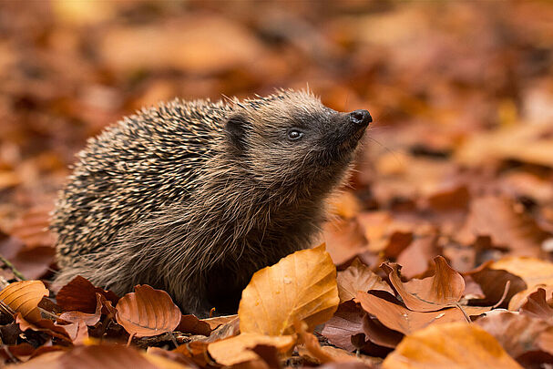 Igel im Herbst (Foto: Piotr-Krzeslak/stock.adobe.com)