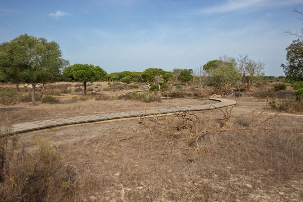 Holzweg über ein Stück ausgetrocknete Sümpfe im spanischen Donaña-Nationalpark: Ursache ist die illegale Entnahme von Grundwasser, das zum Obst- und Gemüseanbau verwendet wird – und als virtuelles Wasser auch nach Bayern gelangt. (Bild: Vermeulen Perdaen/stock.adobe.com) 