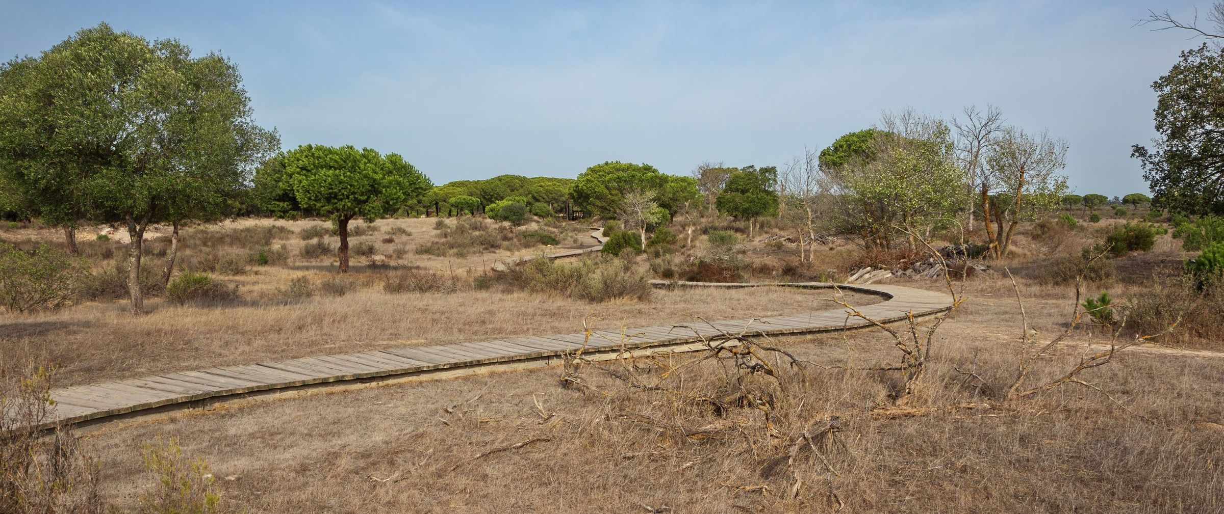 Holzweg über ein Stück ausgetrocknete Sümpfe im spanischen Donaña-Nationalpark: Ursache ist die illegale Entnahme von Grundwasser, das zum Obst- und Gemüseanbau verwendet wird – und als virtuelles Wasser auch nach Bayern gelangt. (Bild: Vermeulen Perdaen/stock.adobe.com) 