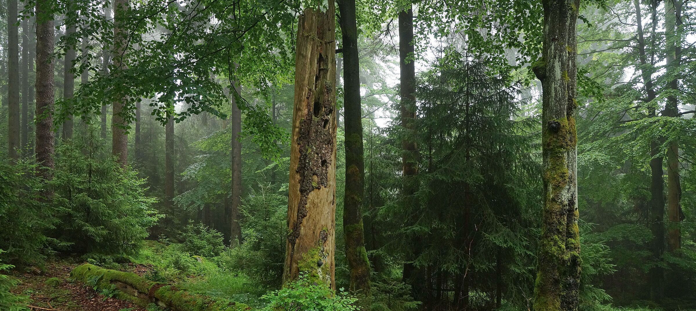 Ein urwaldähnlicher Mischwald (Foto: Wolfgang Schödel) Dichtstehende große und kleine Bäume, in der Bildmitte liegendes und stehendes Totholz. In Naturwäldern darf sich die Waldnatur frei entfalten. (Foto: Wolfgang Schödel)