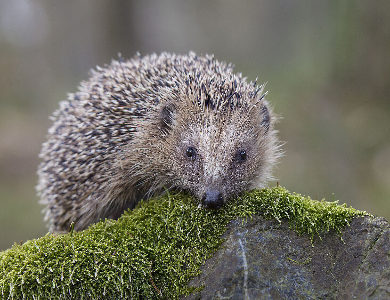 Ein Igel sieht von einem mit Moos bewachsenen Stein herab. Er wirkt neugierig