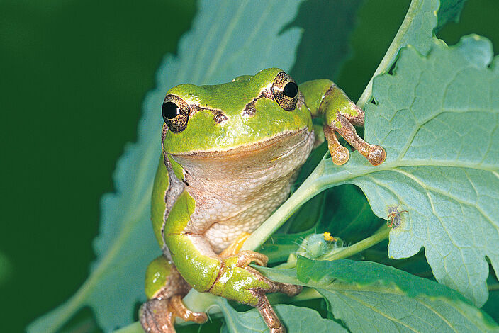 Ein Laubfrosch sitzt auf einem Blatt und schaut in die Kamera (Foto: Wolfgang Willner)