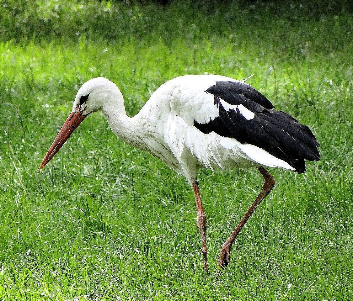 Weißstorch bei Nahrungssuche (Foto: Joleńka/Pixabay.com)