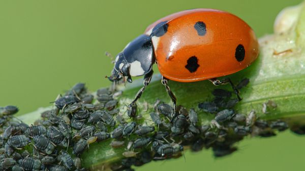Nützlinge in den Garten locken: Marienkäfer fressen jede Menge Blattläuse. (Foto: Jürgen Kottmann/stock.adobe.com) Nützlinge in den Garten locken: Ein MArienkäfer frisst Blattläuse auf einem Zweig (Foto: Jürgen Kottmann/stock.adobe.com)