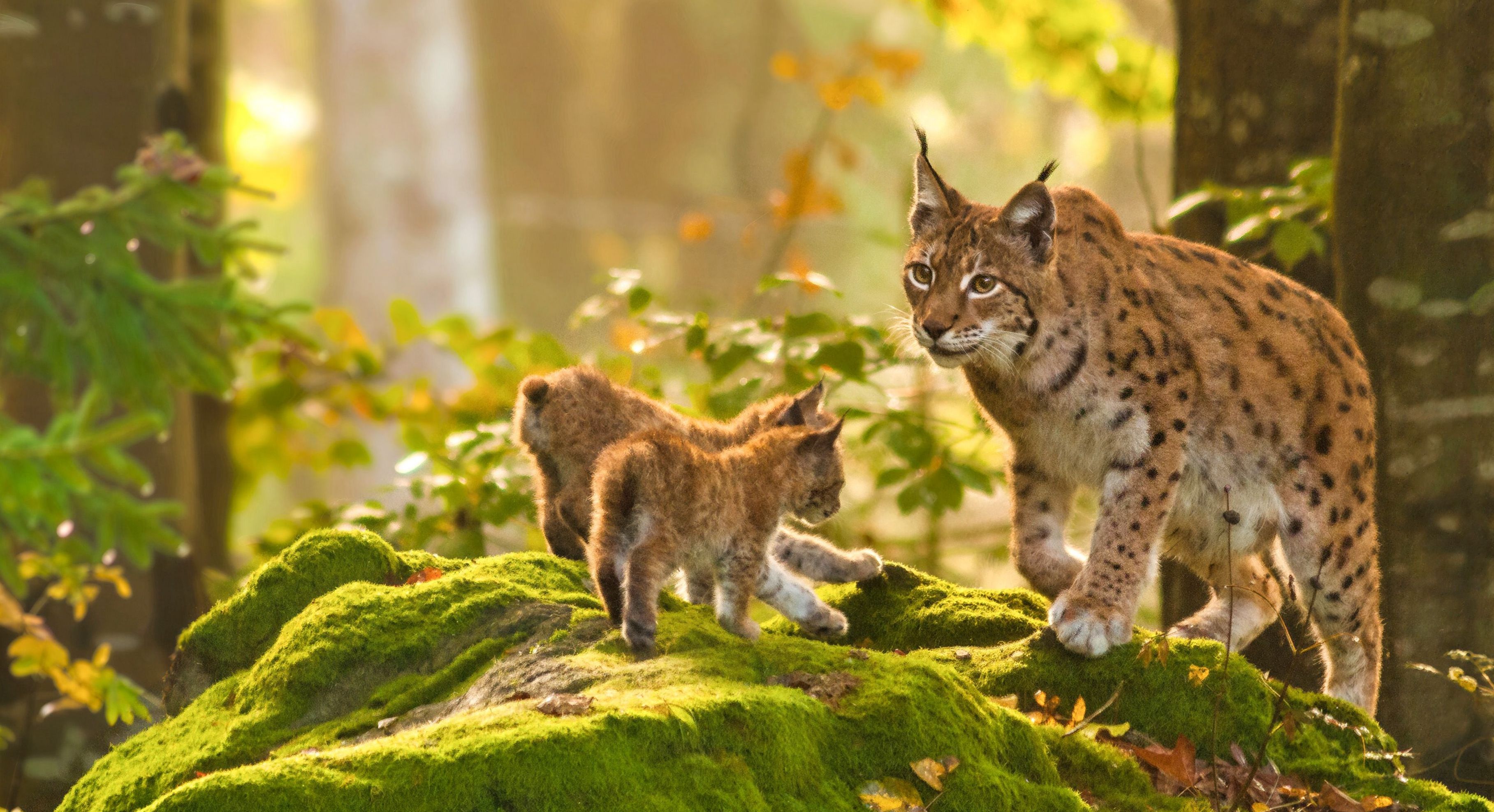 Der BUND Naturschutz hat den einst ausgerotteten Luchs zurück nach Bayern geholt. Auch heute hält der BUND Naturschutz seine schützende Hand über den Luchs uns dessen Lebensräume. (Foto: Hans/stock.adobe.com) Ein erwachsener Luchs mit zwei jungen Luchsen steht auf einem bemoosten Felsen im Wald.