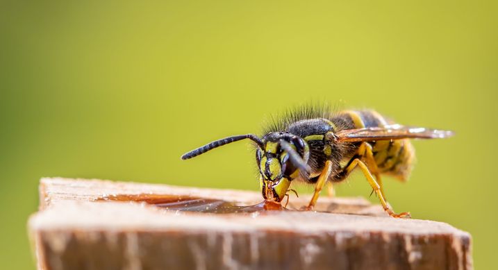 Wespen Vertreiben Oder Gewahren Lassen Bund Naturschutz