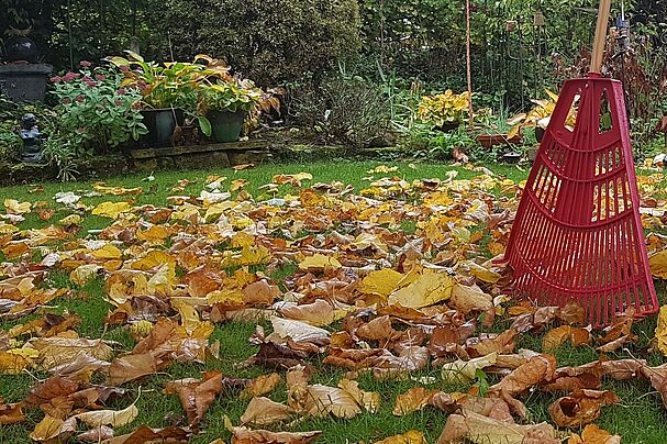 Herbstlaub im Garten, Foto Conni Schlosser