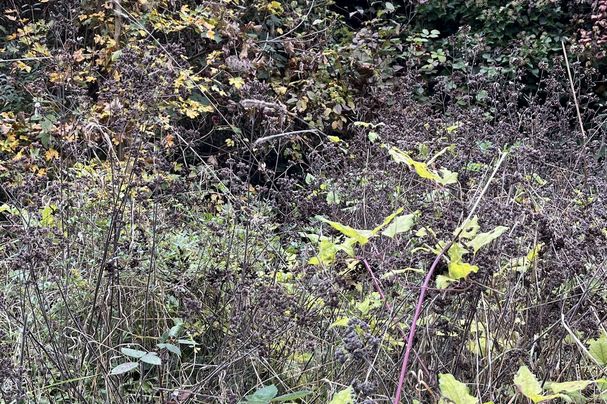 Hecke im Herbst; Foto: Seabstian Albert