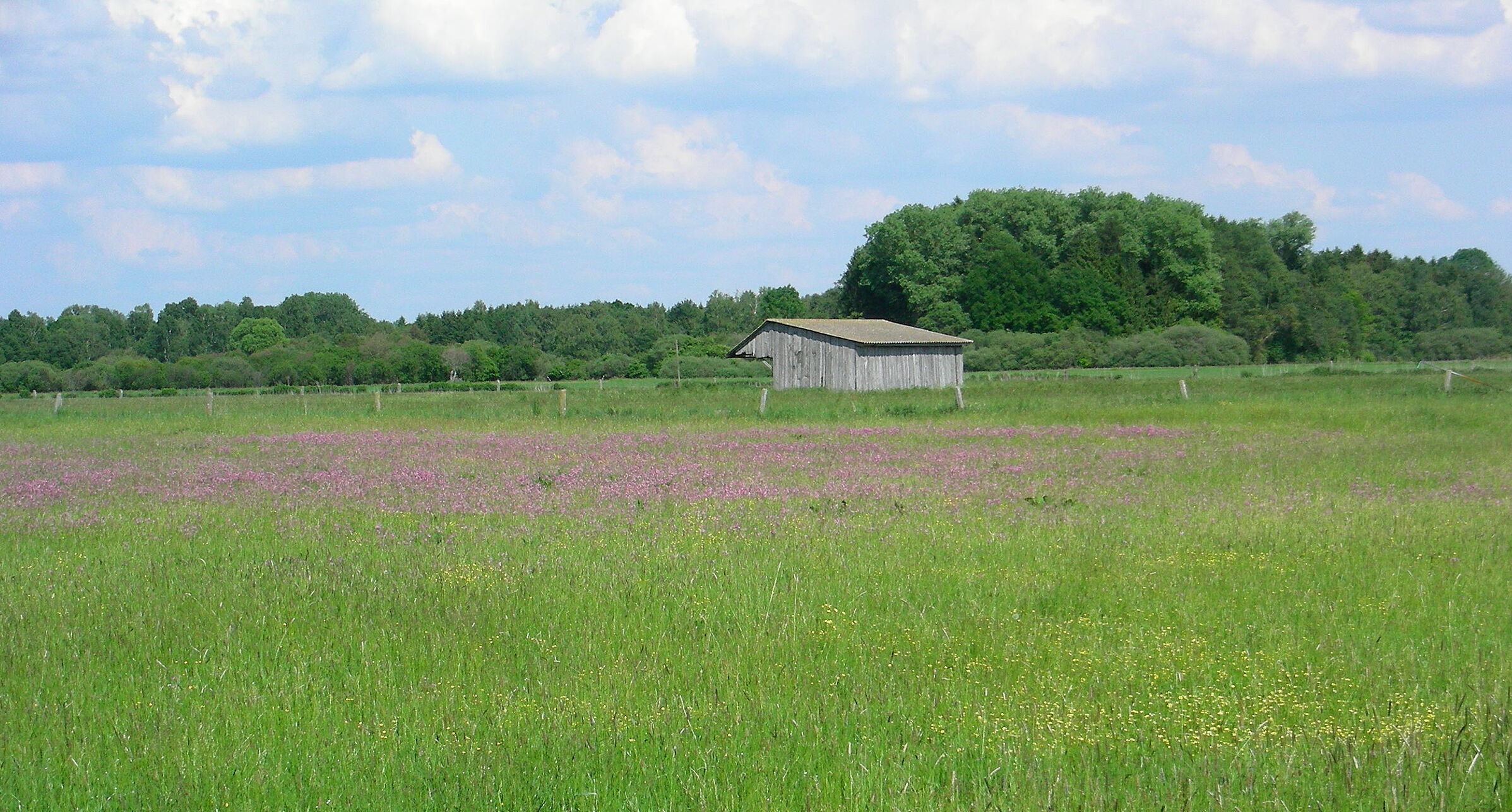 Landwirtschaft und Klimawandel: Eine Wiese mit vielen Wildblumen vor einem Stadel und Bäumen im Hintergrund