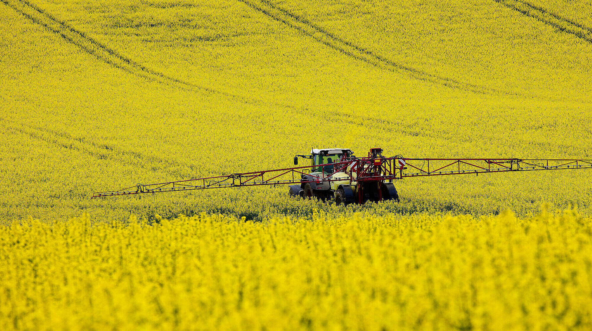 Ein Traktor fährt durch ein gelbes Rapsfeld.